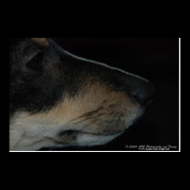 Terrier Profile Dog Portrait Photo Print posters