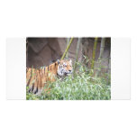 Terrific Tiger Photo Card Template