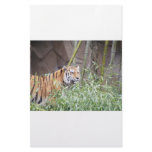 Terrific Tiger Stationery