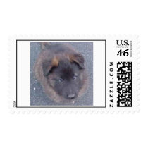 tervuren puppy postage
