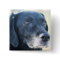 Tess - Black Labrador Photo-3 buttons by FrankzPawPrintz Tess - Black Labrador Photo-3 buttons