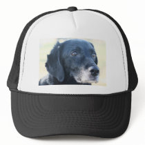 Tess - Black Labrador Photo-3 hats by FrankzPawPrintz Tess - Black Labrador Photo-3 hats