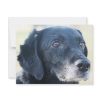 Tess - Black Labrador Photo-3 invitations by FrankzPawPrintz Tess - Black Labrador Photo-3 invitations