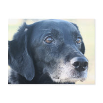 Tess - Black Labrador Photo-3 postcards by FrankzPawPrintz Tess - Black Labrador Photo-3 postcards