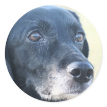 Tess - Black Labrador Photo-3 stickers by FrankzPawPrintz Tess - Black Labrador Photo-3 stickers