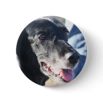 Tess - Black Labrador Photo-4 buttons by FrankzPawPrintz Tess - Black Labrador Photo-4 buttons
