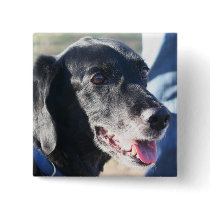Tess - Black Labrador Photo-4 buttons by FrankzPawPrintz Tess - Black Labrador Photo-4 buttons