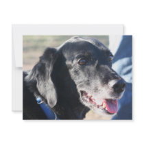 Tess - Black Labrador Photo-4 invitations by FrankzPawPrintz Tess - Black Labrador Photo-4 invitations