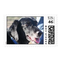 Tess - Black Labrador - Photo-4 postage by FrankzPawPrintz Tess - Black Labrador - Photo-4 postage