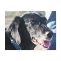 Tess - Black Labrador Photo-4 postcards by FrankzPawPrintz Tess - Black Labrador Photo-4 postcards