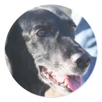 Tess - Black Labrador Photo-4 stickers by FrankzPawPrintz Tess - Black Labrador Photo-4 stickers