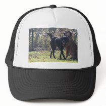 Tess - Black Labrador Priscilla Photo-1 hats by FrankzPawPrintz Tess - Black Labrador Priscilla Photo-1 hats
