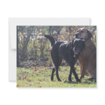 Tess - Black Labrador Priscilla Photo-1 invitations by FrankzPawPrintz Tess - Black Labrador Priscilla Photo-1 invitations