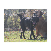 Tess - Black Labrador Priscilla Photo-1 postcards by FrankzPawPrintz Tess - Black Labrador Priscilla Photo-1 postcards