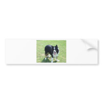 Tess Bumper Stickers