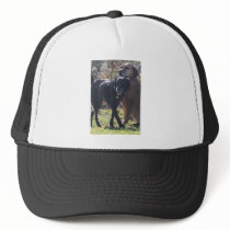 Tess - Labrador - Priscilla Photo-2 hats by FrankzPawPrintz Tess - Labrador - Priscilla Photo-2 hats