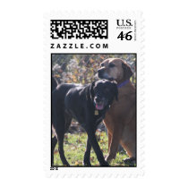 Tess - Labrador & Priscilla Photo-2 postage by FrankzPawPrintz Tess - Labrador & Priscilla Photo-2 postage