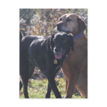 Tess - Labrador - Priscilla Photo-2 postcards by FrankzPawPrintz Tess - Labrador - Priscilla Photo-2 postcards