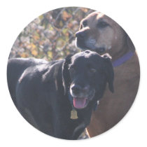 Tess - Labrador - Priscilla Photo-2 stickers by FrankzPawPrintz Tess - Labrador - Priscilla Photo-2 stickers