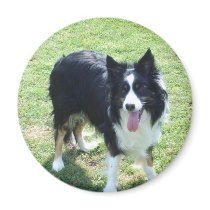 Tess magnets by Caszcade Tess magnets