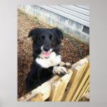 "Tess" the Border Collie~Poster posters