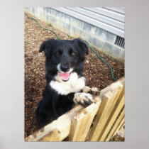 "Tess" the Border Collie~Poster