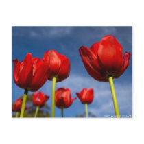 test save the date postcards by jburney test save the date postcards