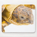 Testudo horsfieldi mousepads