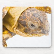 Testudo horsfieldi mousepads by werglein Testudo horsfieldi mousepads