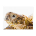 Testudo horsfieldi postcards