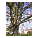 Tewkesbury Tree poster posters by SuzeeQ Tewkesbury Tree poster posters