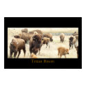 Texas Bison posters