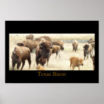 Texas Bison Posters