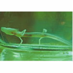 Texas Blind Salamander Acrylic Cut Outs