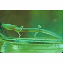 Texas Blind Salamander Photo Sculptures