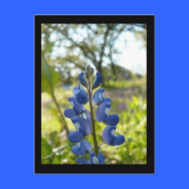 Texas Blue Bonnet Postcard postcards