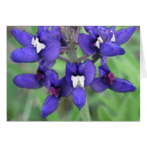 Texas Bluebonnet #1 cards by gvtompkins Texas Bluebonnet #1 cards
