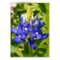 Texas Bluebonnet cards