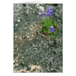 Texas Bluebonnet