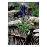 Texas Bluebonnet
