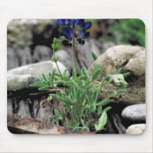 Texas Bluebonnet Mousepads