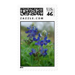Texas Bluebonnet