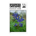 Texas Bluebonnet postage