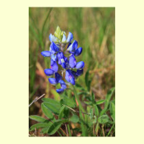 Texas Bluebonnet Poster posters
