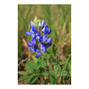 Texas Bluebonnet posters by Jrtmedia Texas Bluebonnet posters