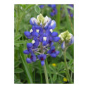 Texas Bluebonnet posters by sunsetworks Texas Bluebonnet posters