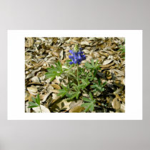 Texas bluebonnet. posters