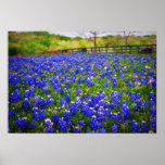 Texas Bluebonnet Print