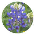 Texas Bluebonnet stickers