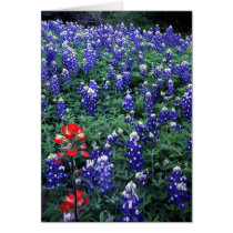 Texas Bluebonnets and Indian Paintbrush Greeting Cards